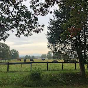 Views of neighboring farm.