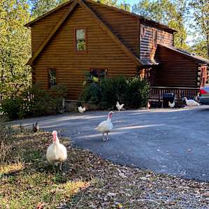 Greetings from our feathered friends!