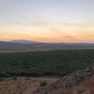 Looking over the pistachio trees.