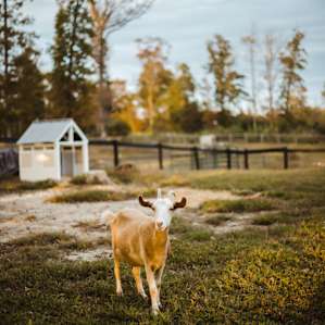 Happy goats (:
