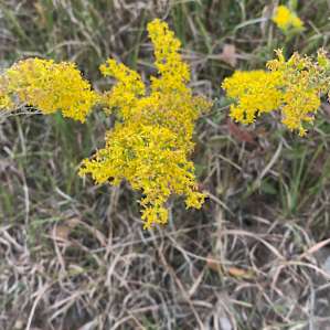 Goldenrod blooming