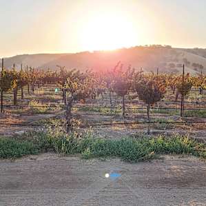Airstream in the Vineyard