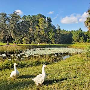 Friends at the pond.