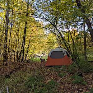 More wooded area, perfect for the tents