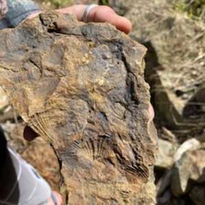 Fossil hunting