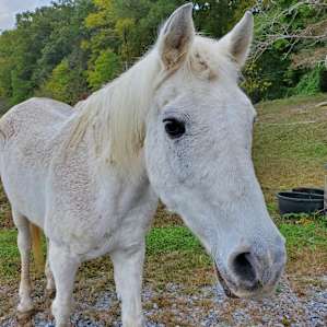 Sweet horse walked up to say hello.