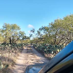 The drive to the campsite is through abundant natural Prickly Pear Cactus