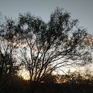 Sunset under the mesquite trees.