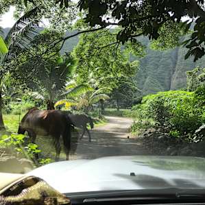 Waipio Valley of the Kings Camp Out