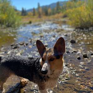 Sharkbait enjoying Wolf Creek