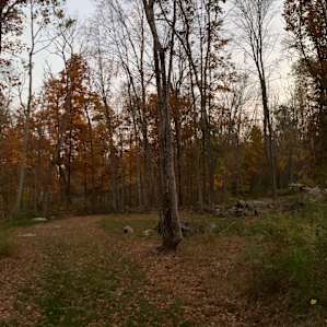 Fernwood 2
