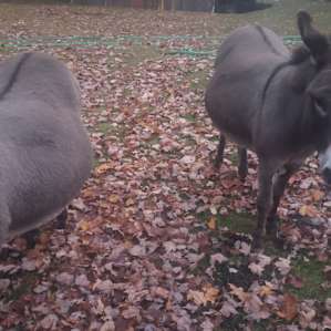Farm Animal Rescue - Group Site