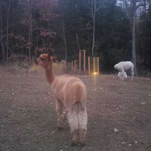 Farm Animal Rescue - Group Site
