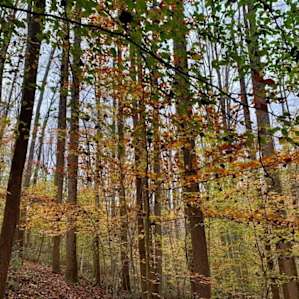 Fall foliage hiking near campsite.