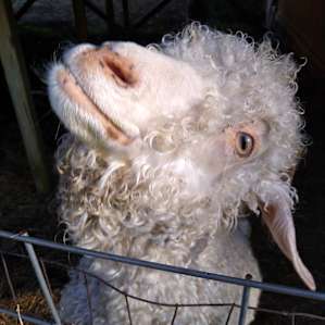 Pixie, one of the nearby goats on goat farm.