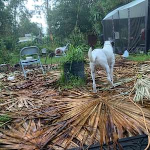 Cedar+Pine Pop-Up at Powerland