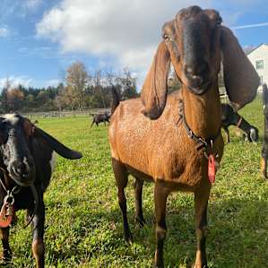 Artisan goat dairy/cheese farm