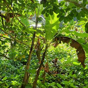 Hawaiian jungle escape