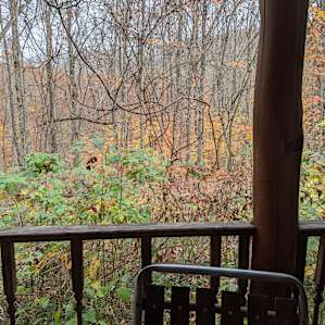 Bird watching off the porch