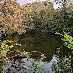 15 Acre Wood on Lake