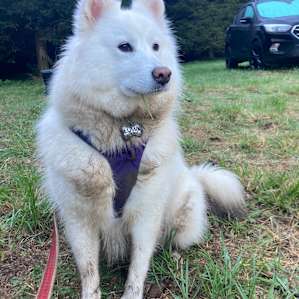 Luma loved roaming the site