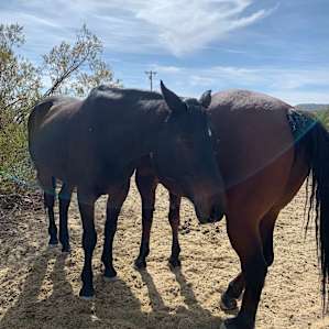 Five Hearts Healing Arts Ranch Camp