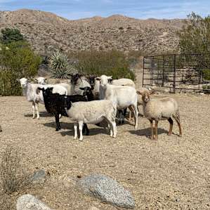 Five Hearts Healing Arts Ranch Camp