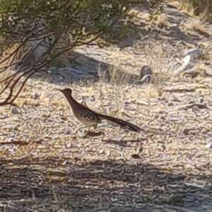 Roadrunner wandering around.