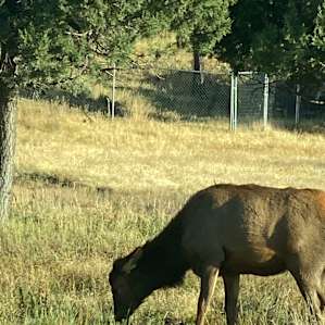Tent Sites in the Pines.