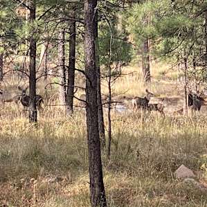 Tent Sites in the Pines.