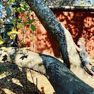 Gorgeous old tree, perfect for climbing and swinging in the hammock