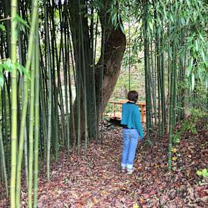 Looking at the bamboo next to the deck and spring house