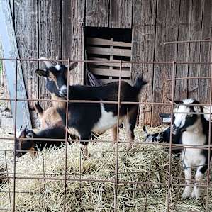 Friendly, dwarf goats.