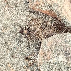 Very rare to see one of these —usually only in October—according to our host Greg.