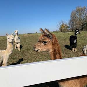 Country Home Farm Stay