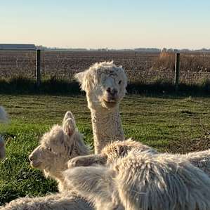 Country Home Farm Stay