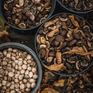 We arrived in fall during the time the trees were dropping ripe hickory nuts and they were absolutely delicious!