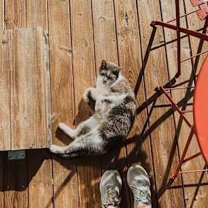 Meet the second local cat, who is more content to lay at your feet and occasionally meow for attention.