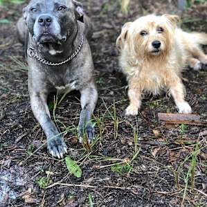SUPER dog friendly