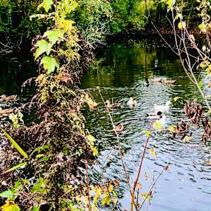 There is a lovely pond with ducks.