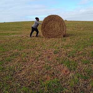 Denver Downs Farm Campsites