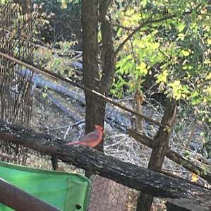 Bird’s Nest on the Guadalupe