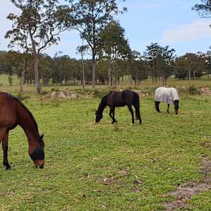 Gorgeous horses, always keen for a feed.