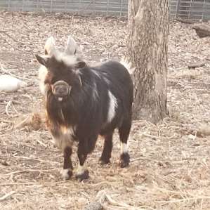 We Have Goats - Tents