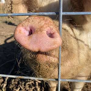 Visit Virginia Free Farm