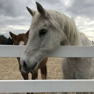 Horse Farm and Nature Retreat