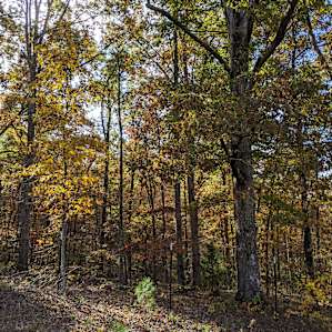 Gorgeous fall colors