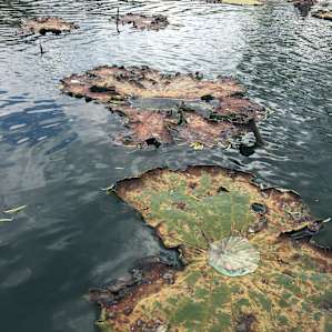 Pollinator pond