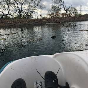 Pollinator pond