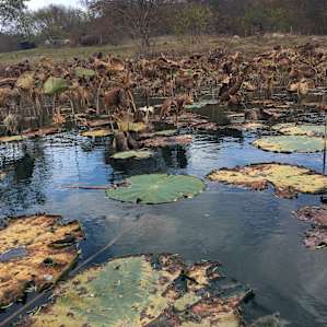 Pollinator pond